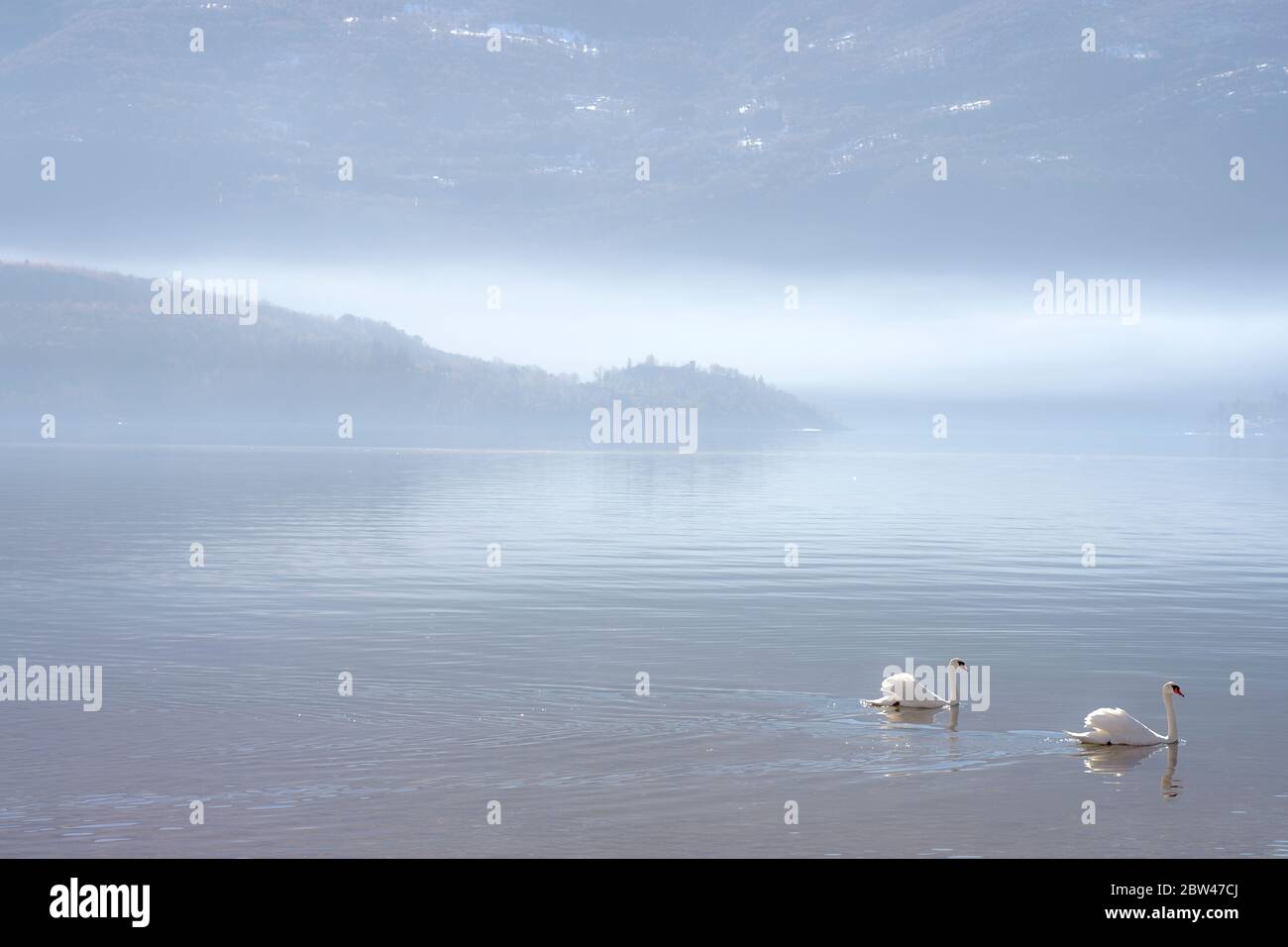 splendido paesaggio con due cigni bianchi che galleggiano sul lago. Foto Stock