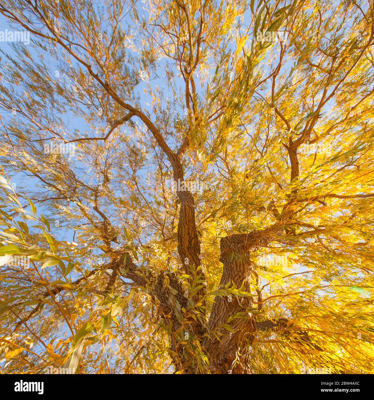 Guardando in alto le foglie gialle di un albero autunnale durante un'escursione autunnale nei boschi Foto Stock