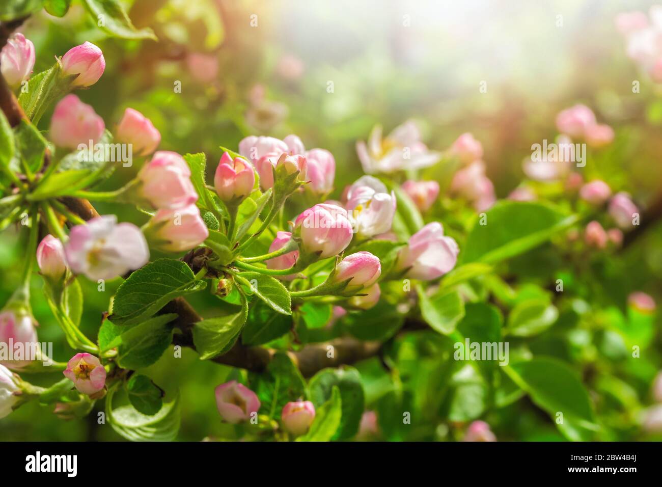 Fiore Apple Tree in aprile in una giornata di primavera trasparente in piena luce del sole Foto Stock