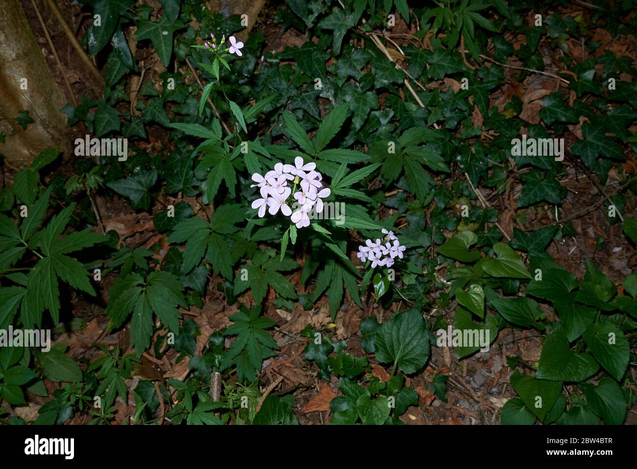 Bulbifera di cardamina con fiori di lilla Foto Stock