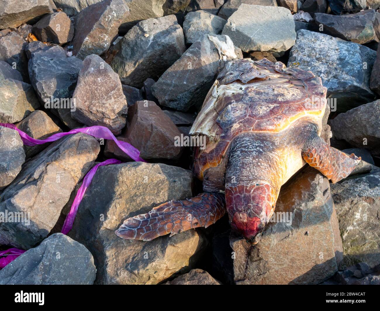 Tartaruga morta lavata sulla riva del fiume Hudson USA Foto Stock