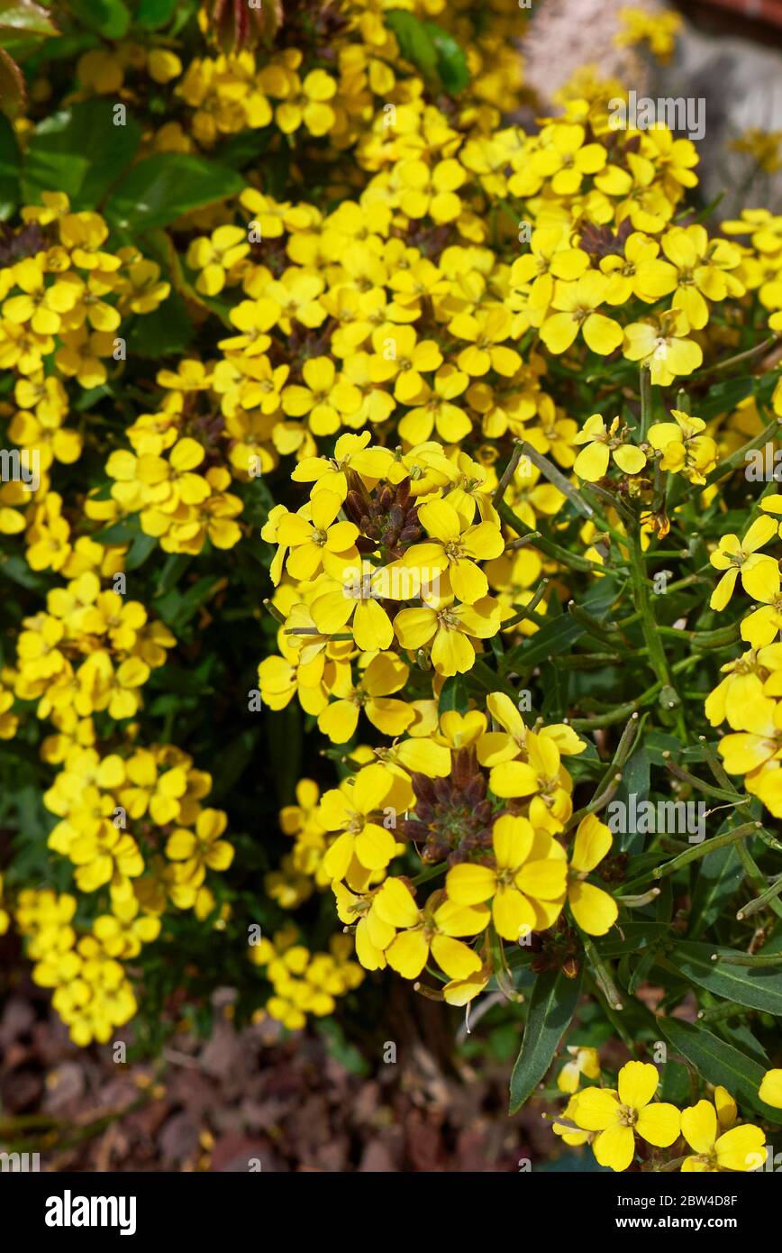 Erysimum cheiri fiori gialli Foto Stock