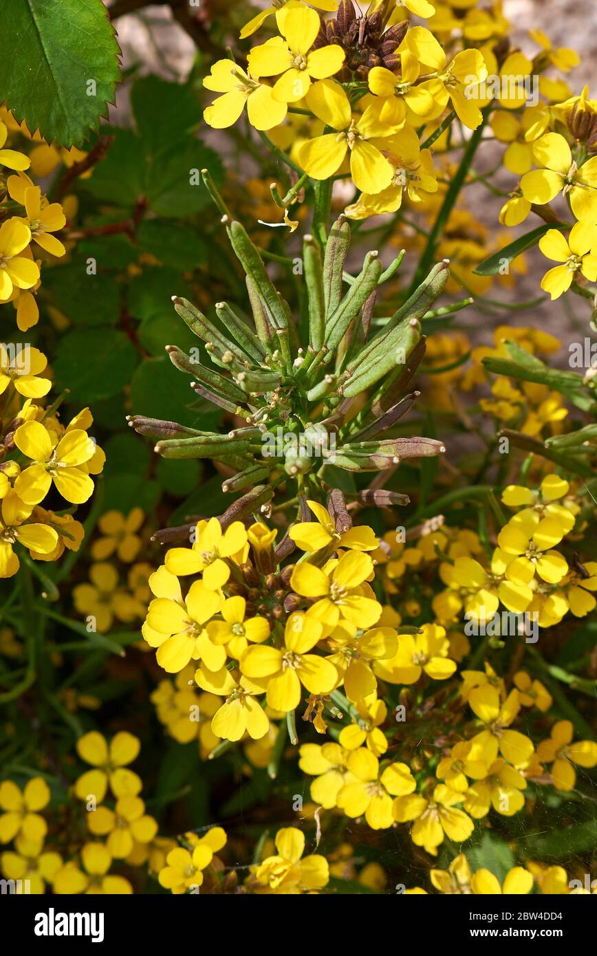Erysimum cheiri fiori gialli Foto Stock