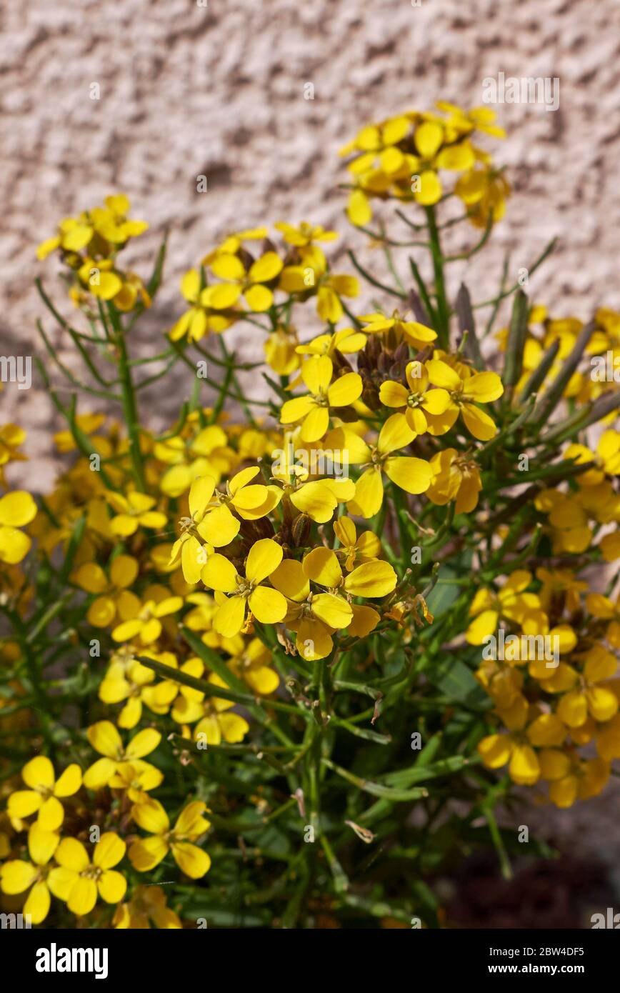 Erysimum cheiri fiori gialli Foto Stock