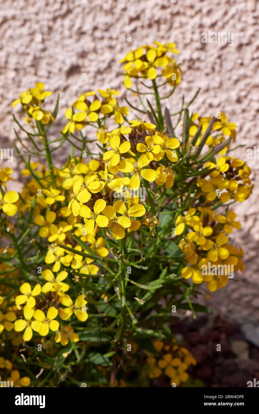 Erysimum cheiri fiori gialli Foto Stock