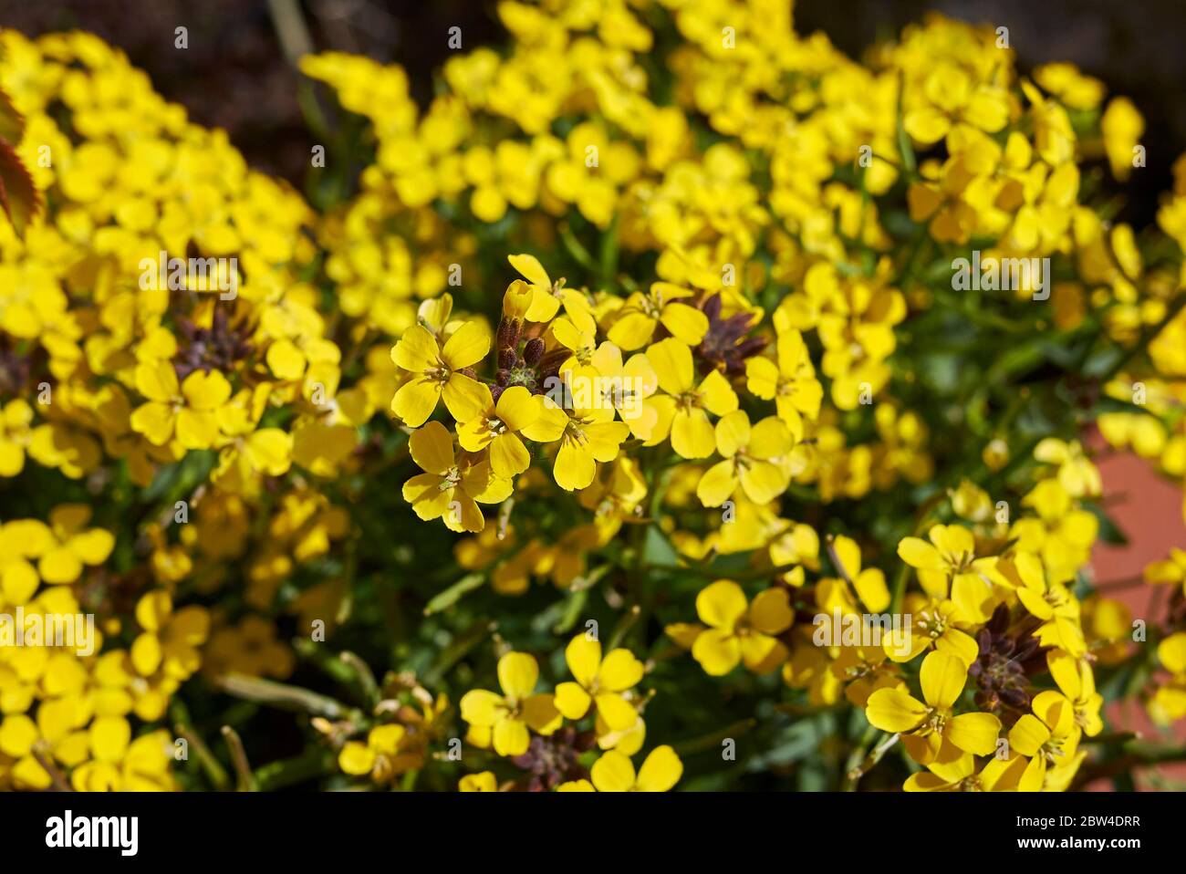 Erysimum cheiri fiori gialli Foto Stock