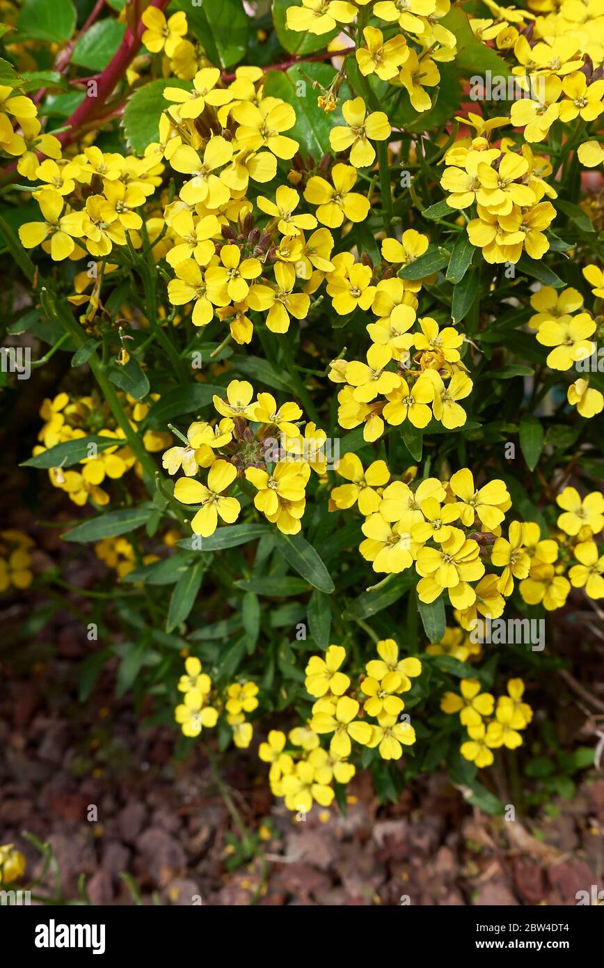 Erysimum cheiri fiori gialli Foto Stock