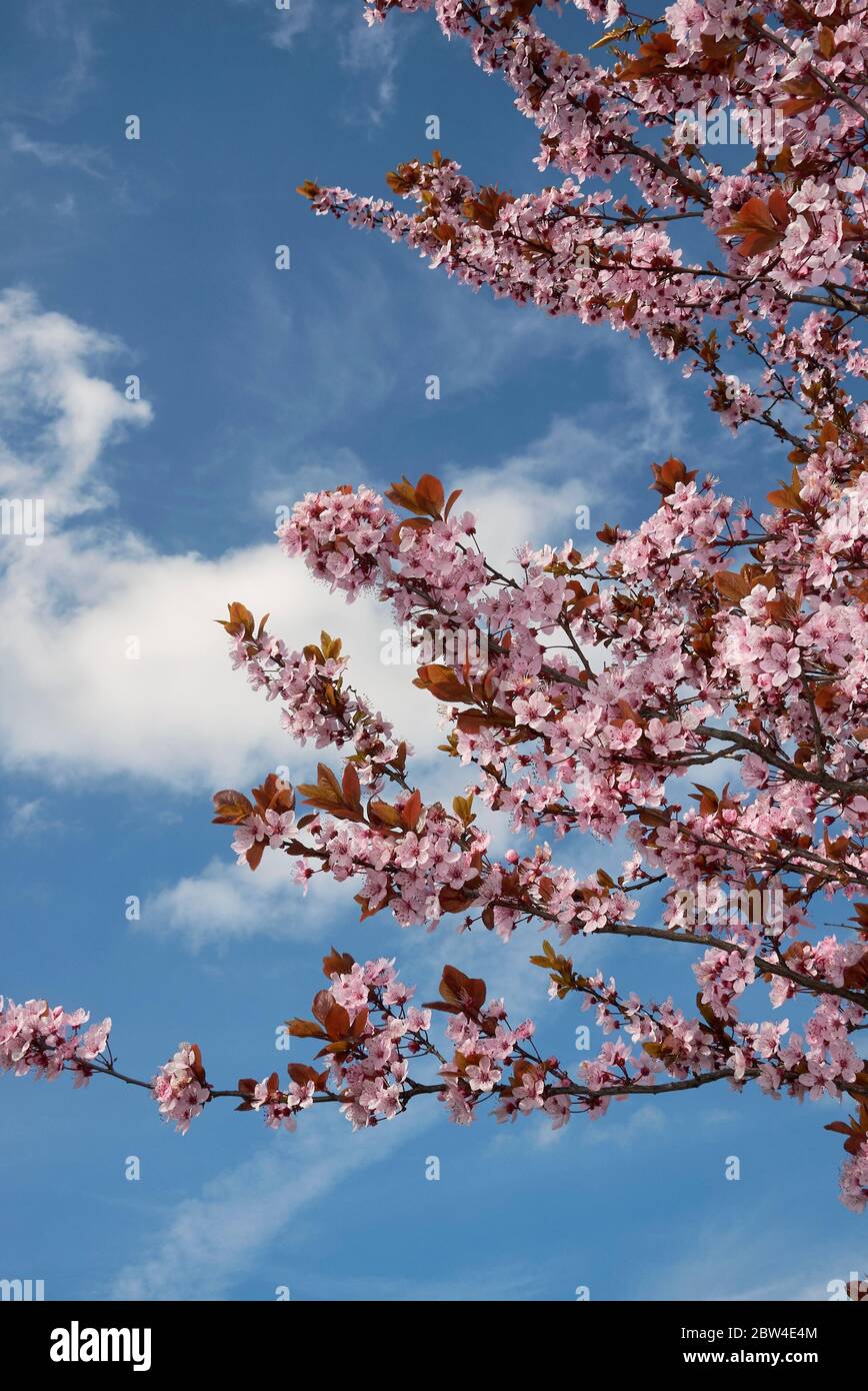 Prunus cerasifera nigra albero in fiore Foto Stock