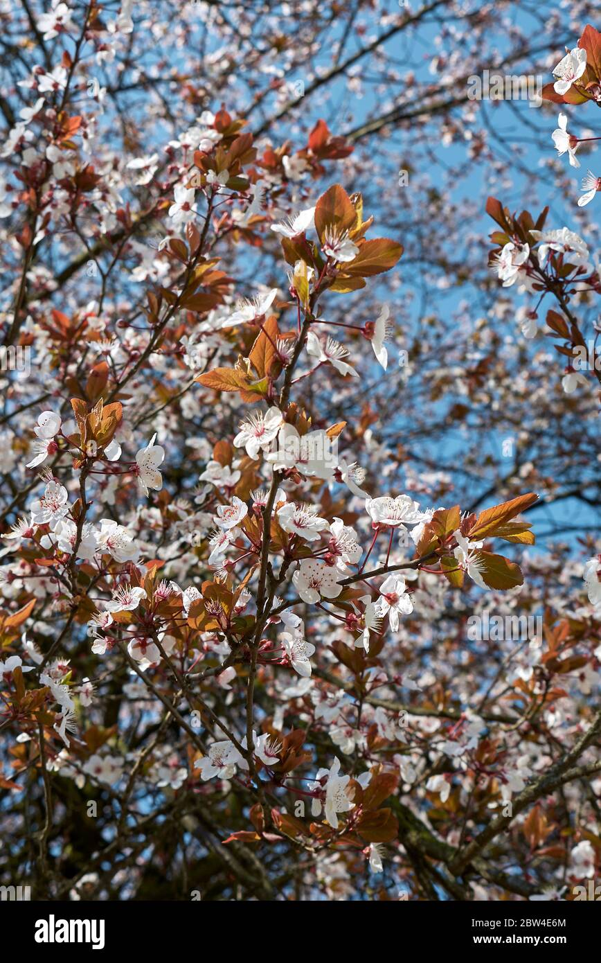 Prunus cerasifera nigra albero in fiore Foto Stock