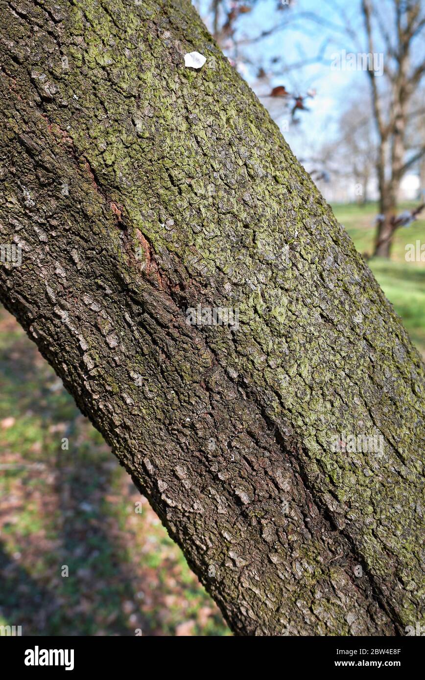 Prunus cerasifera nigra corteccia dell'albero Foto Stock