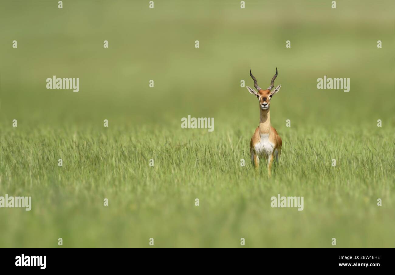 Il blackbuck, conosciuto anche come antilope indiano, è un antilope trovato in India, Nepal e Pakistan. Il nerbuck è l'unico membro estante della g. Foto Stock