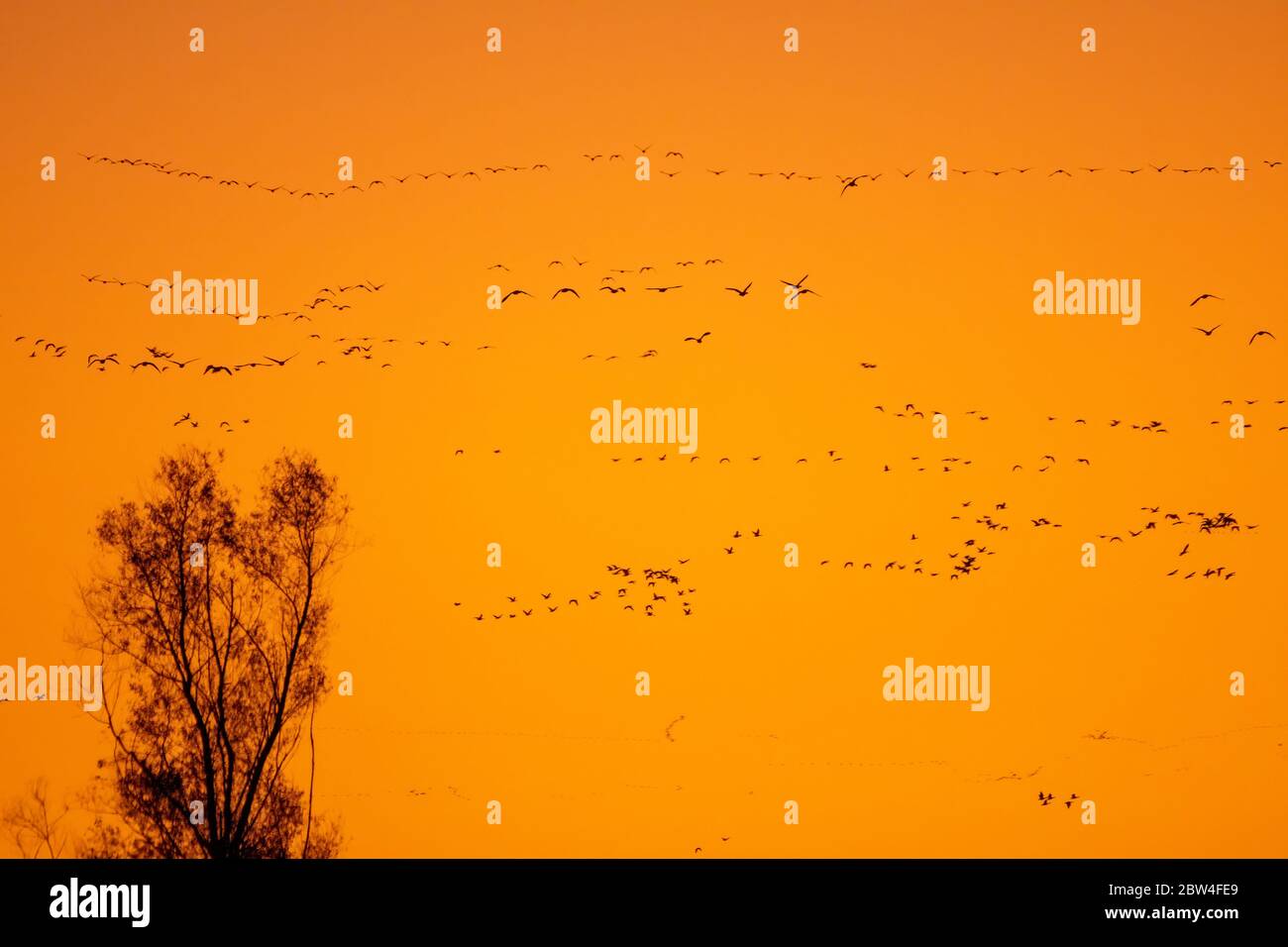 Greater White-fronted Geese, Anser albifrons, vola al tramonto sopra Colusa National Wildlife Refuge, California Foto Stock