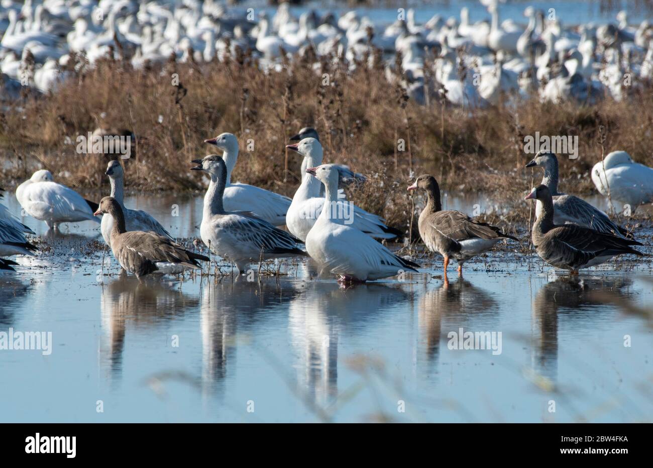 Greater White-fronted Geese, Anser albifrons, e Snow Geese, Chen Caerulescens, al Sacramento National Wildlife Refuge, California Foto Stock