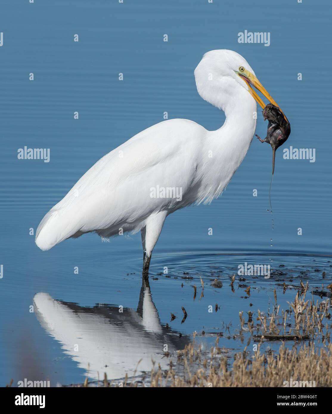 Un grande Egret, Ardea alba, cattura un califfo califfo califfico califfo califfo califfo califfo califfo califfo califfo califfo califfo, al Colusa National Wildlife Refuge, California Foto Stock