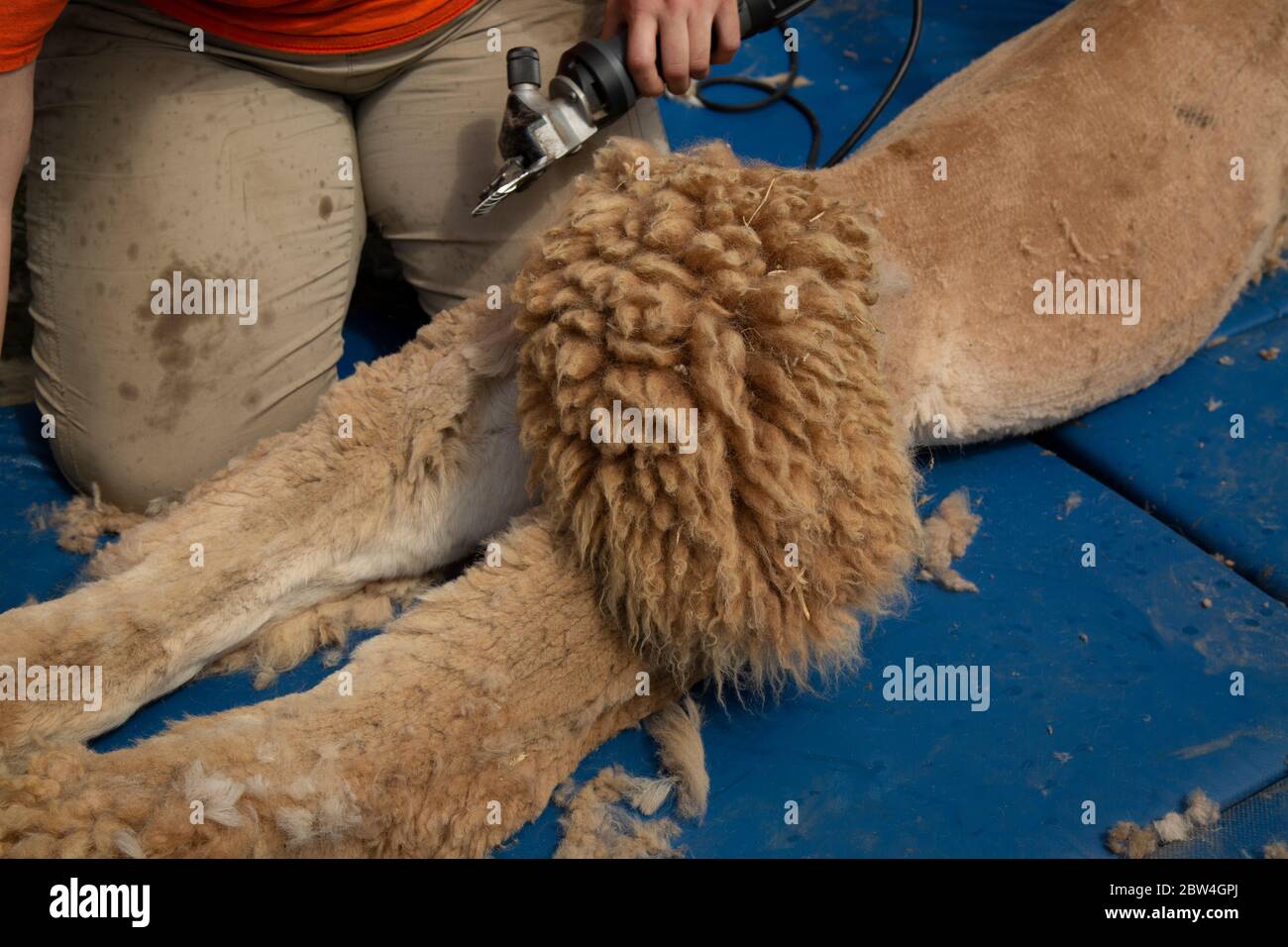 Tosare un alpaca durante la primavera e toccare la coda di poofy. Foto Stock