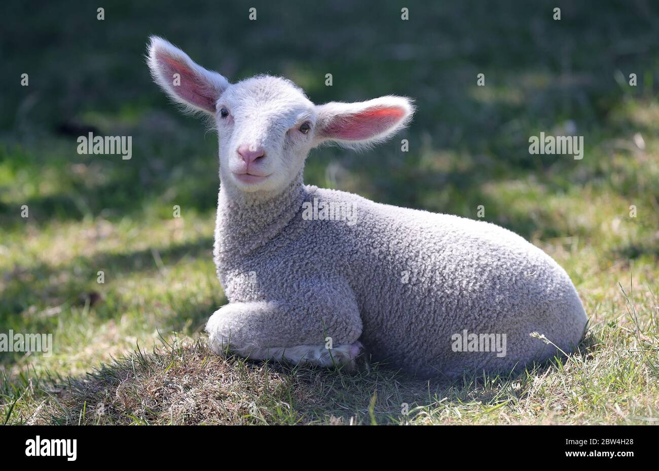 Primo: 28.05.2020, Germania, NRW, Essen, pecore, agnello, animali giovani, animali, in un allevamento Essen | uso in tutto il mondo Foto Stock