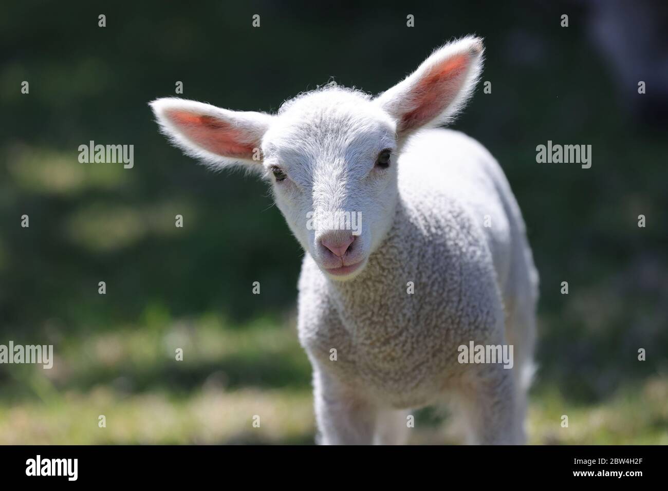 Primo: 28.05.2020, Germania, NRW, Essen, pecore, agnello, animali giovani, animali, in un allevamento Essen | uso in tutto il mondo Foto Stock