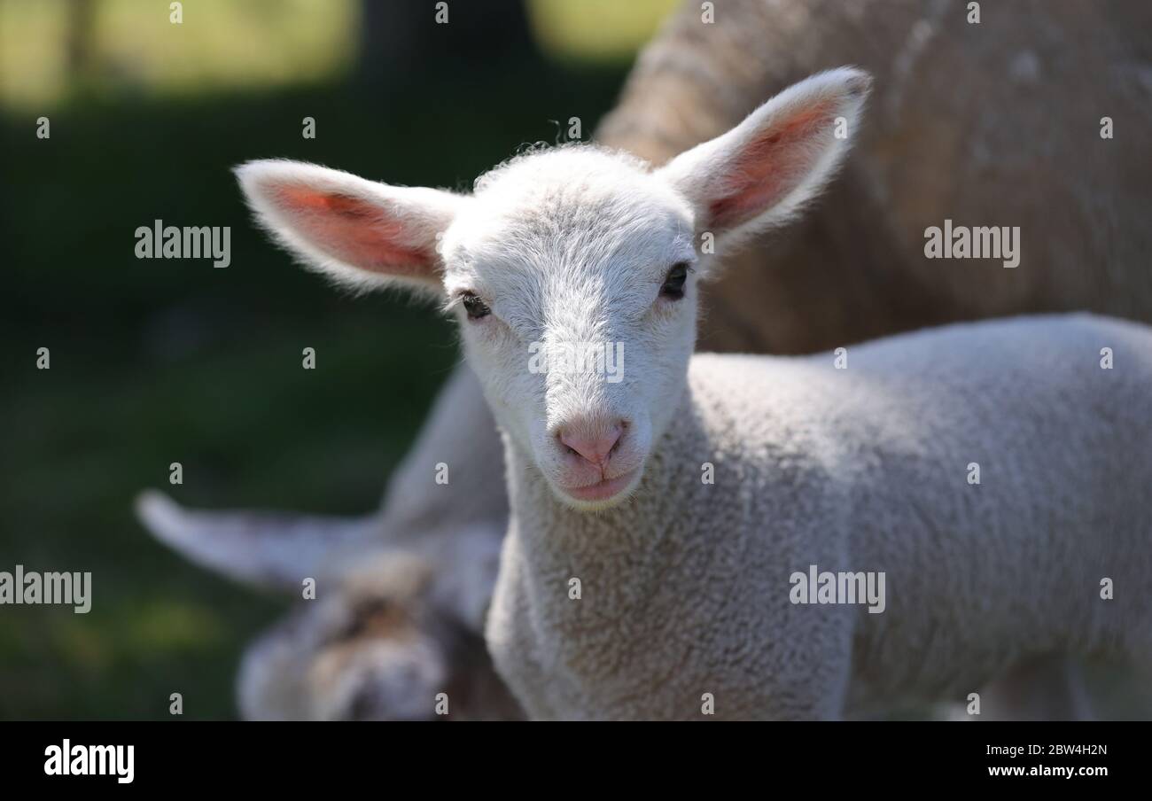 Primo: 28.05.2020, Germania, NRW, Essen, pecore, agnello, animali giovani, animali, in un allevamento Essen | uso in tutto il mondo Foto Stock