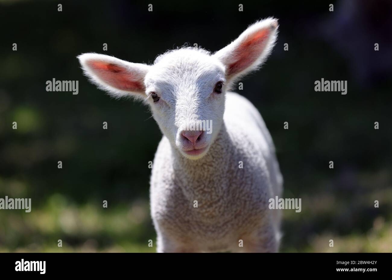 Primo: 28.05.2020, Germania, NRW, Essen, pecore, agnello, animali giovani, animali, in un allevamento Essen | uso in tutto il mondo Foto Stock