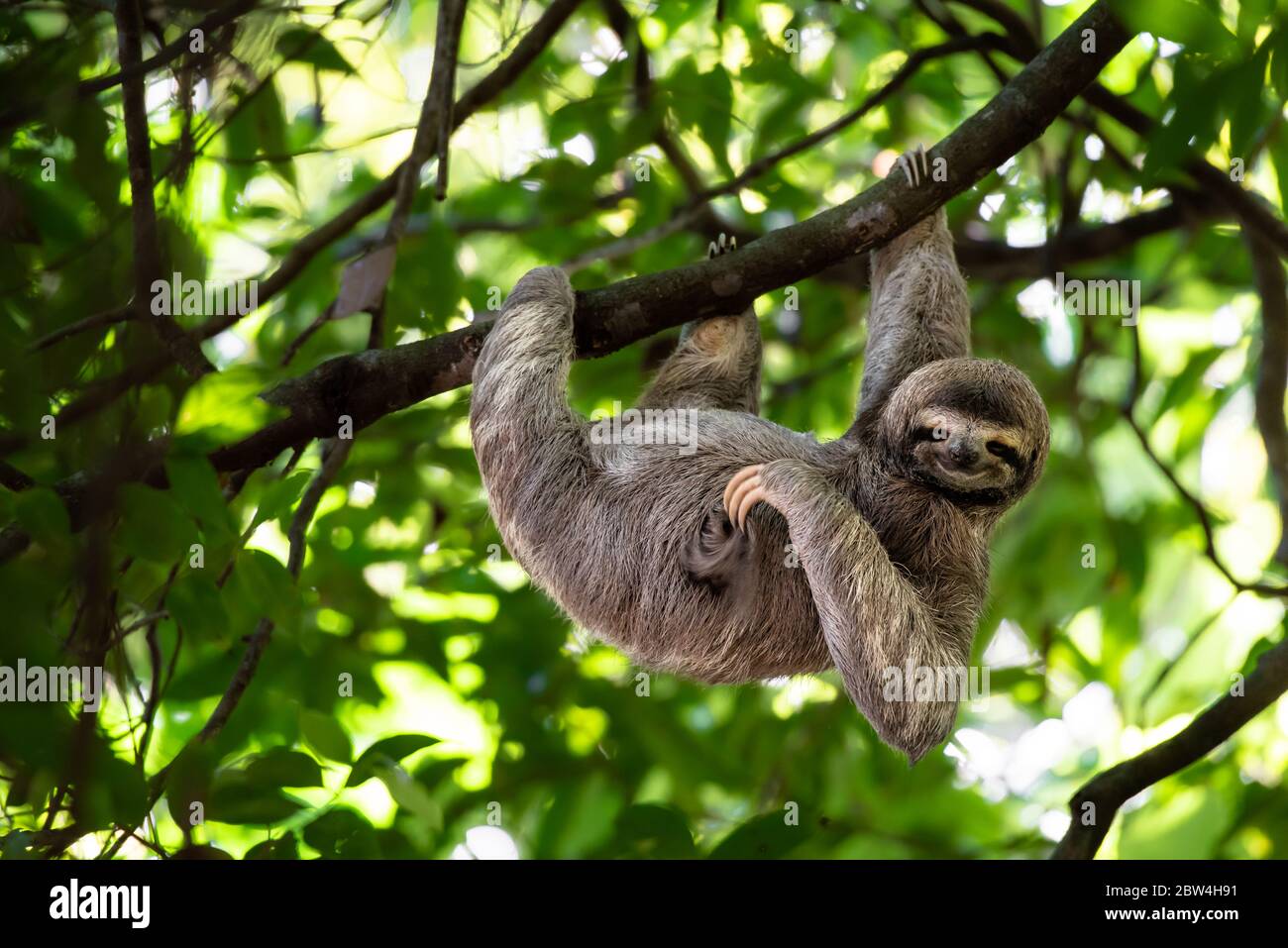 Spiovente divertente, Costa Rica, appeso su albero scratching ventre, cute volto animale ritratto, Foresta pluviale, Bradypus variegatus, bruno-bruno-bruno-bruno-bruno-throated tre-toed sloth Foto Stock