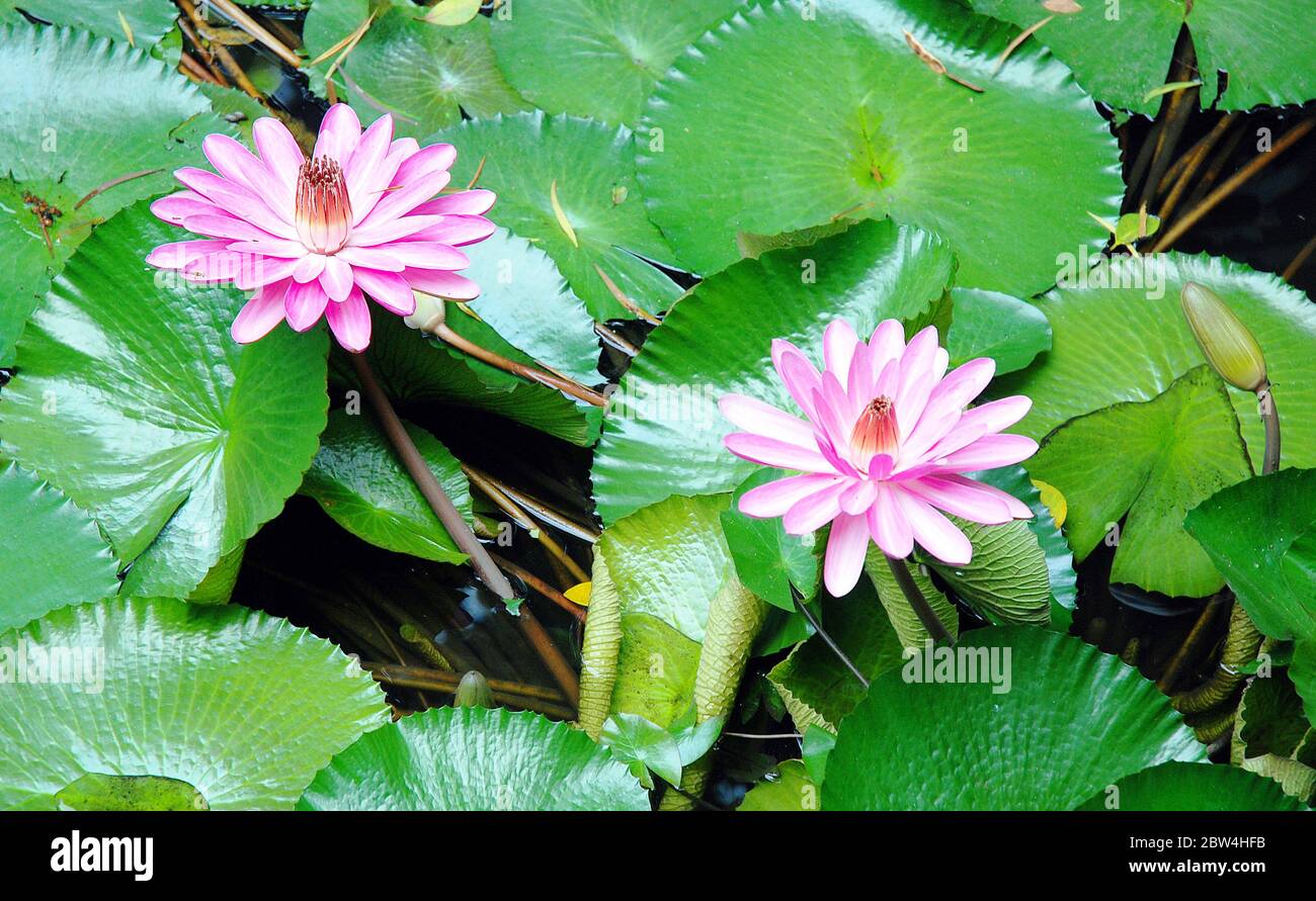 Fiori rosa di loto su uno stagno in Asia Foto Stock