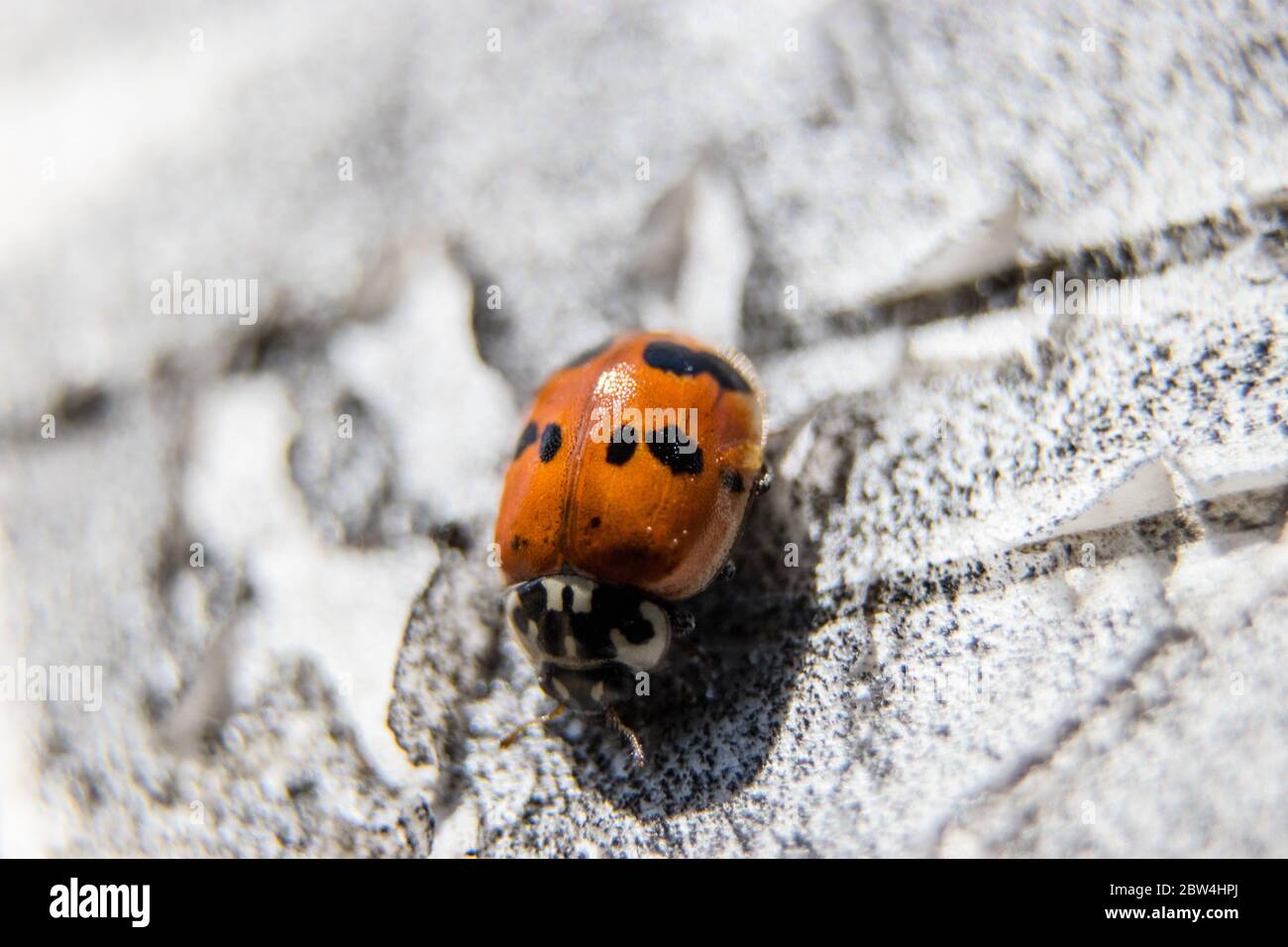 Coccinella Foto Stock
