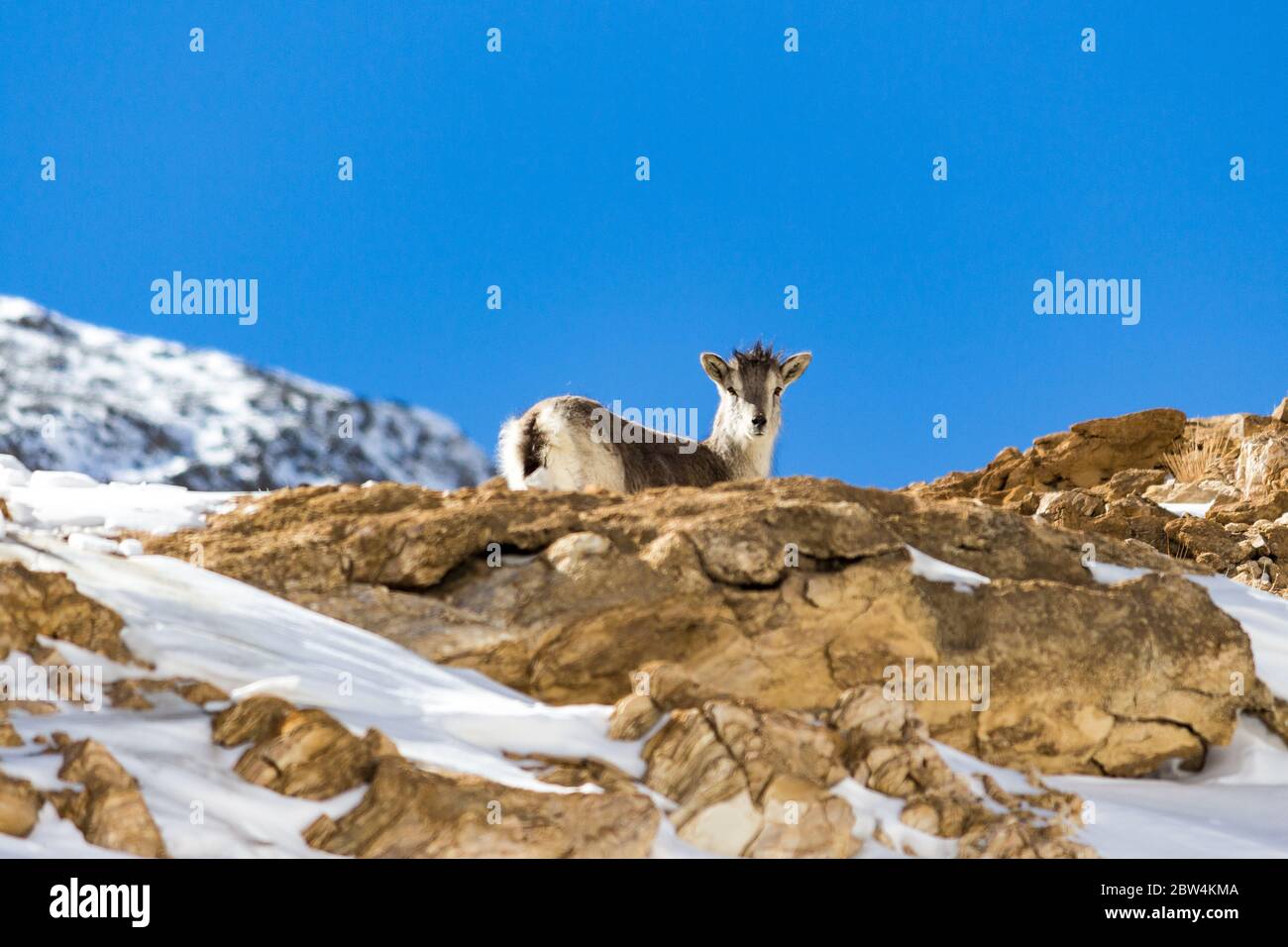 Il bharal o Himalayan pecora blu o naur (Pseudois nayaur) è un caprid trovato nell'alta Himalaya di Ladakh, India. Montagne di neve di Ladakh, India. Foto Stock