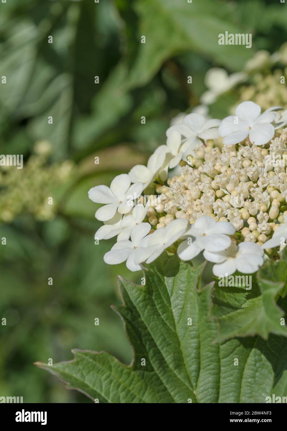 Macro primo piano di fiori e boccioli di fiori dell'arbusto Guelder Rose / Viburnum Opulus - le bacche di cui si possono mangiare una volta cotte. Foto Stock
