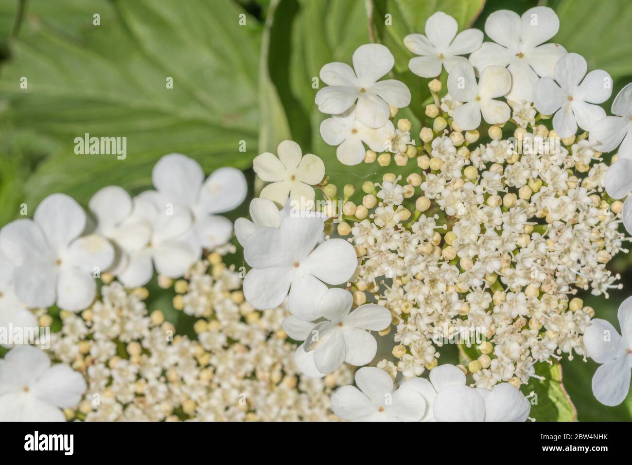 Macro primo piano di fiori e boccioli di fiori dell'arbusto Guelder Rose / Viburnum Opulus - le bacche di cui si possono mangiare una volta cotte. Foto Stock