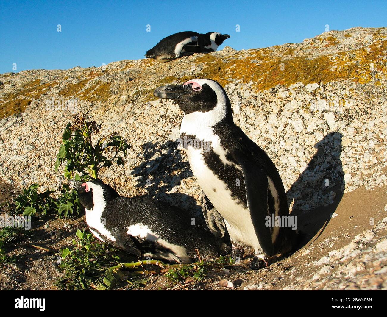 Allevamento di pinguini a Boulders Beach, Sud Africa, Città del Capo, Penisola del Sud (specie: Speniscus demersus). Foto Stock