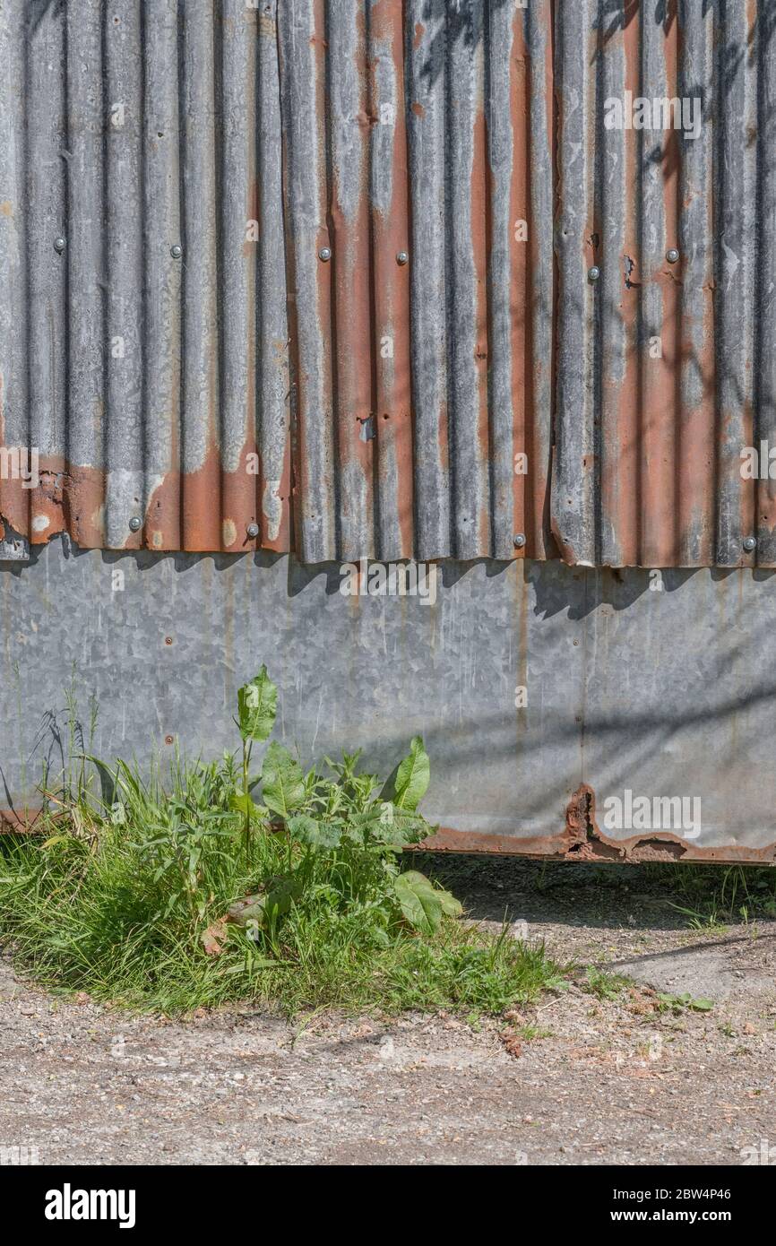 Banchina a foglia larga / Rumex oblusifolius che cresce accanto al sole metallo zincato capannone. Il molo a foglie larghe è la cura tradizionale per i bambini. Foto Stock