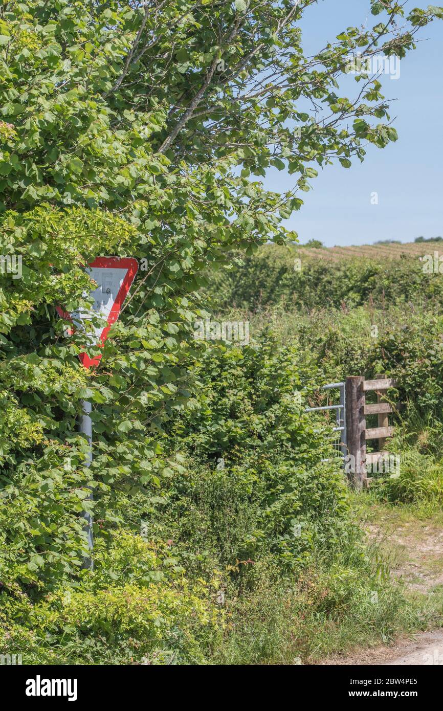 Praticamente nascosto strada rurale 'dare modo' segno e cancello fattoria in estate sole. Foto Stock