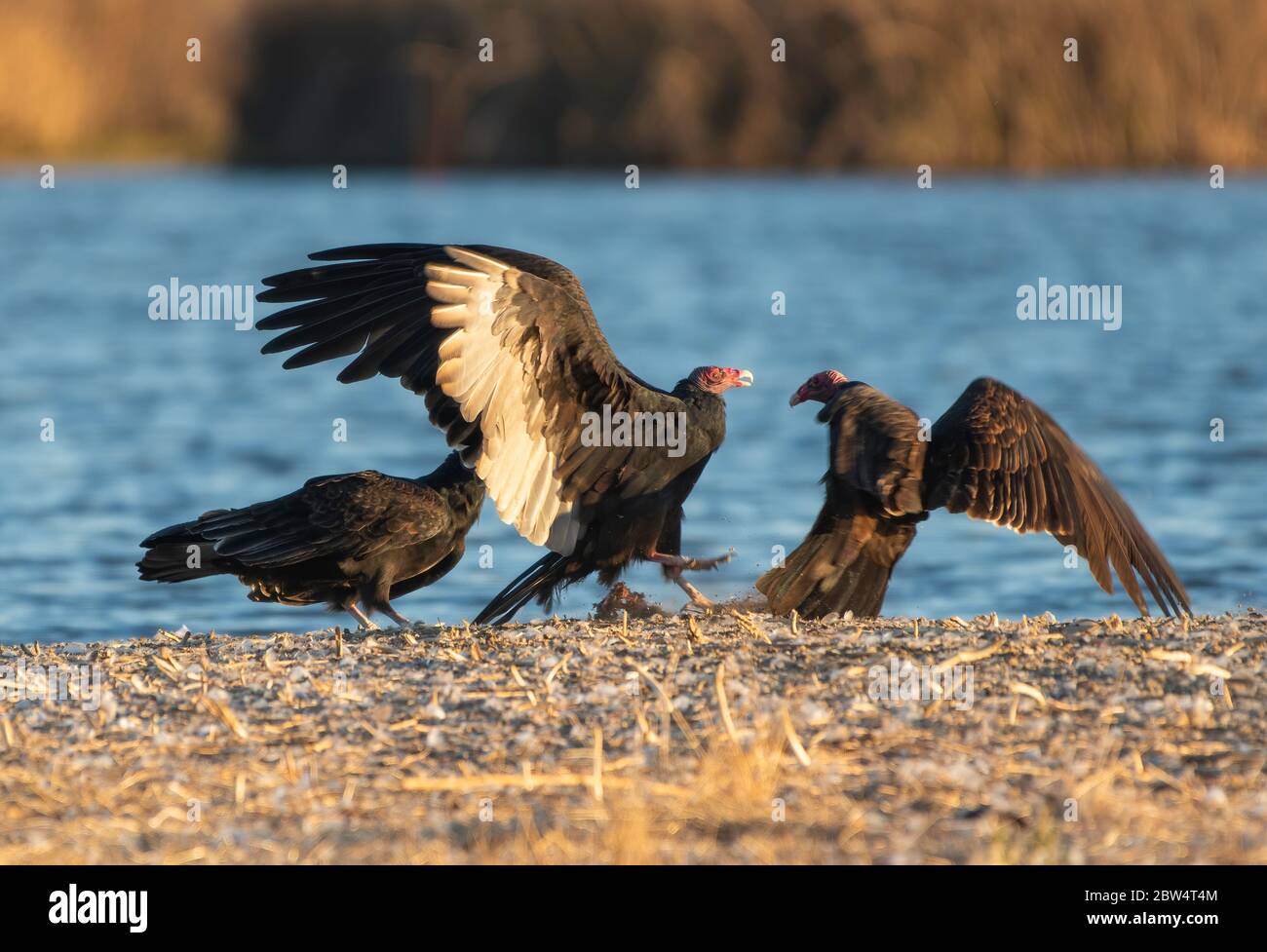 Tacchino avvoltoi, Cathartes aura, al Sacramento National Wildlife Refuge, California Foto Stock
