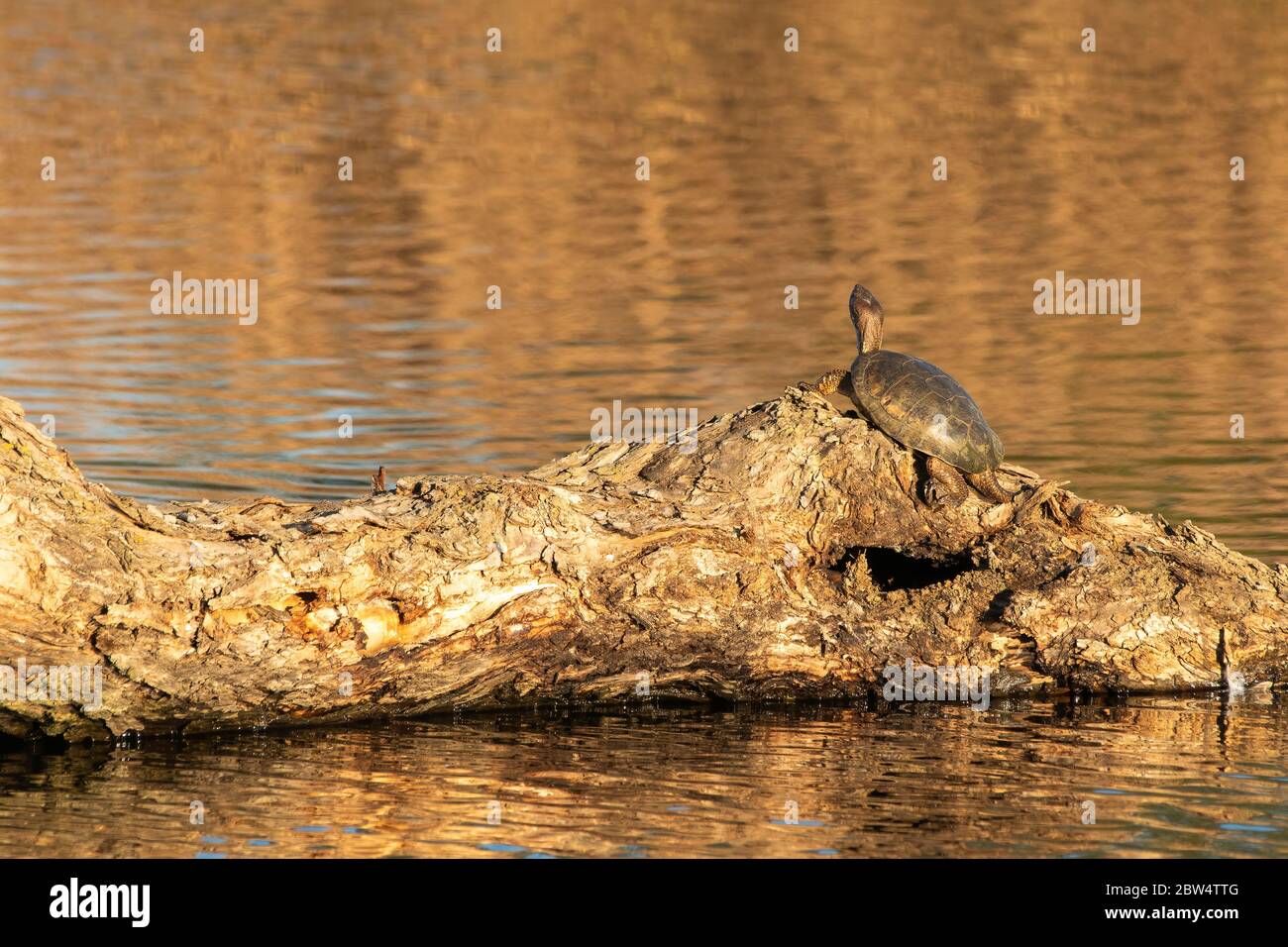 La tartaruga dello stagno nord-occidentale, Actinemys marmorata, si inbasa su un log in Colusa National Wildlife Refuge, California Foto Stock