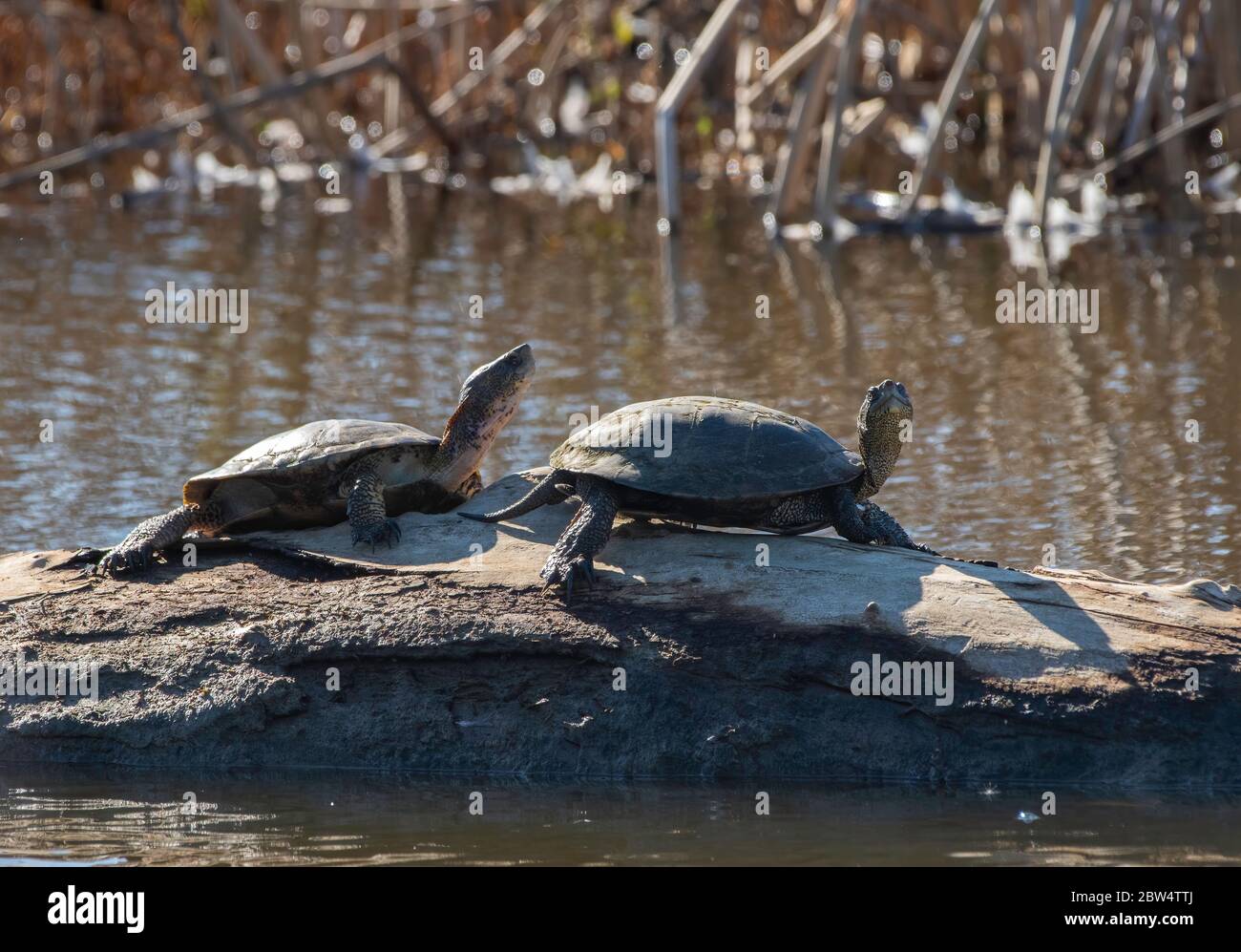Tartarughe di stagno nord-occidentali, Actinemys marmorata, crogiolatevi su un log in Sacramento National Wildlife Refuge, California Foto Stock