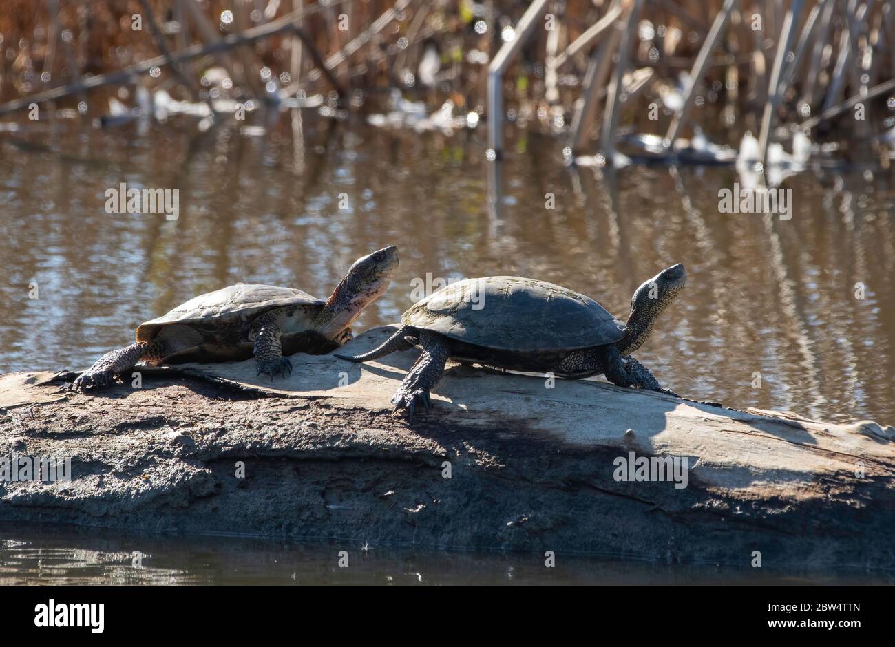 Tartarughe di stagno nord-occidentali, Actinemys marmorata, crogiolatevi su un log in Sacramento National Wildlife Refuge, California Foto Stock