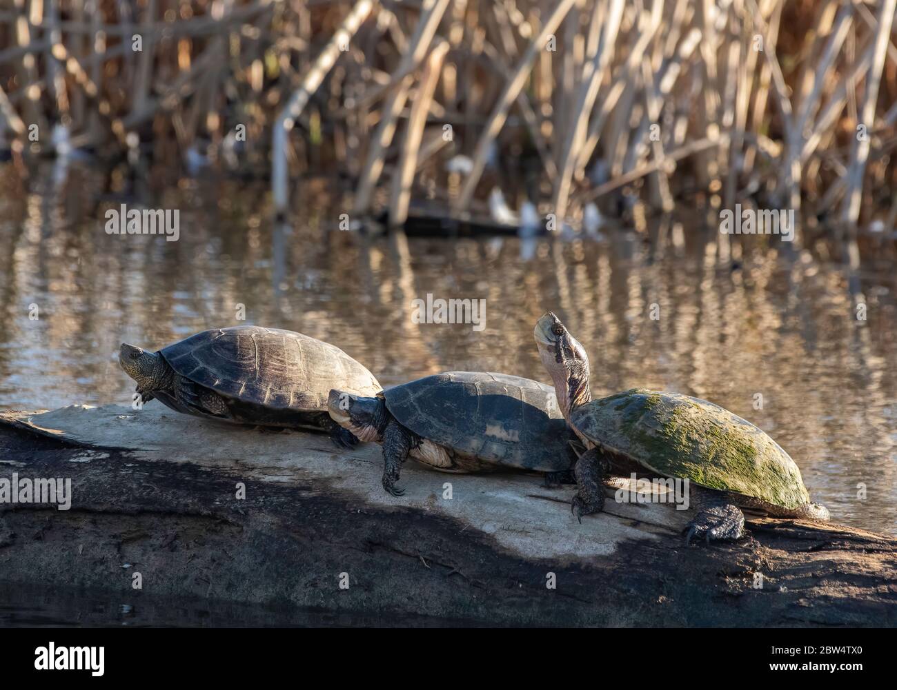 Tartarughe di stagno nord-occidentali, Actinemys marmorata, crogiolatevi su un log in Sacramento National Wildlife Refuge, California Foto Stock