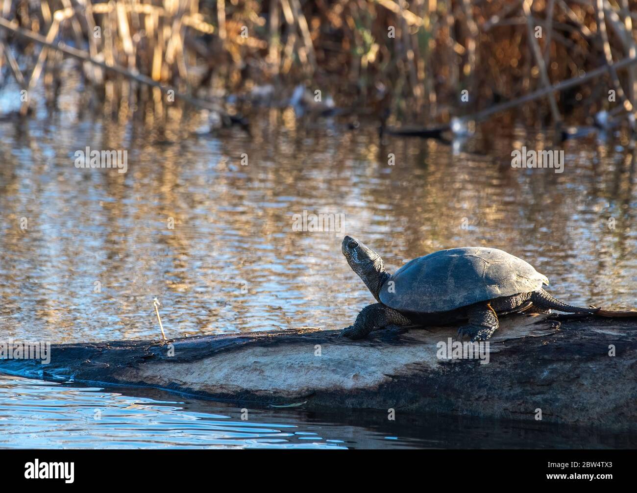 La tartaruga dello stagno nord-occidentale, Actinemys marmorata, si crogiola su un log in Sacramento National Wildlife Refuge, California Foto Stock