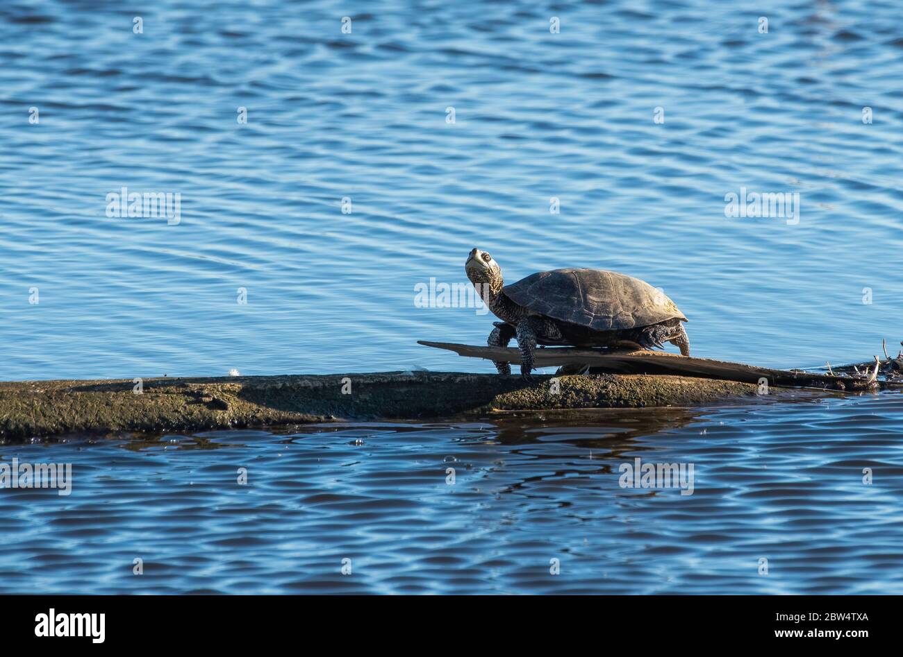 La tartaruga dello stagno nord-occidentale, Actinemys marmorata, si crogiola su un log in Sacramento National Wildlife Refuge, California Foto Stock