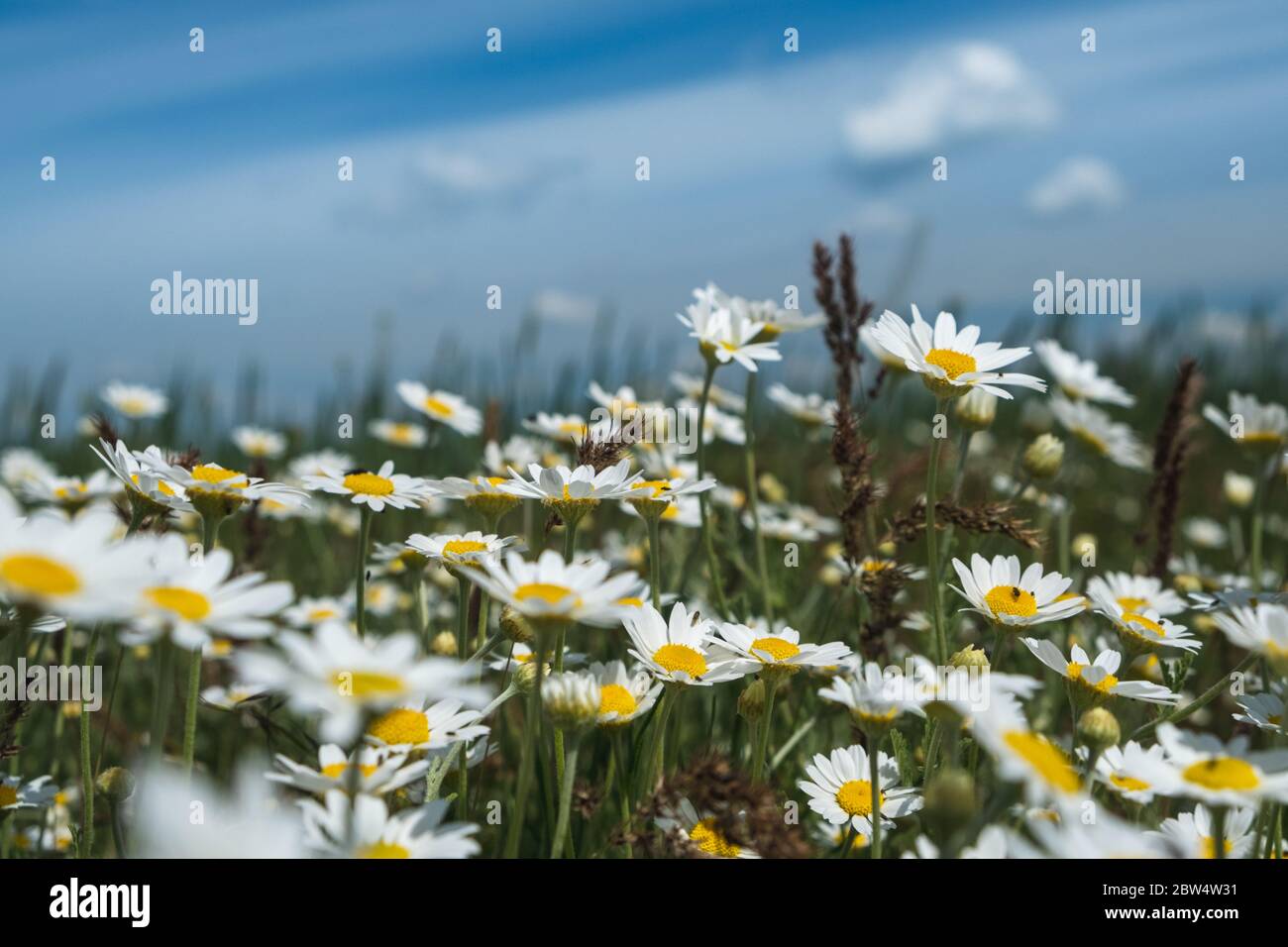 Margherite in un campo. Scena della natura fiorente camomili medici. Sfondo estivo Foto Stock