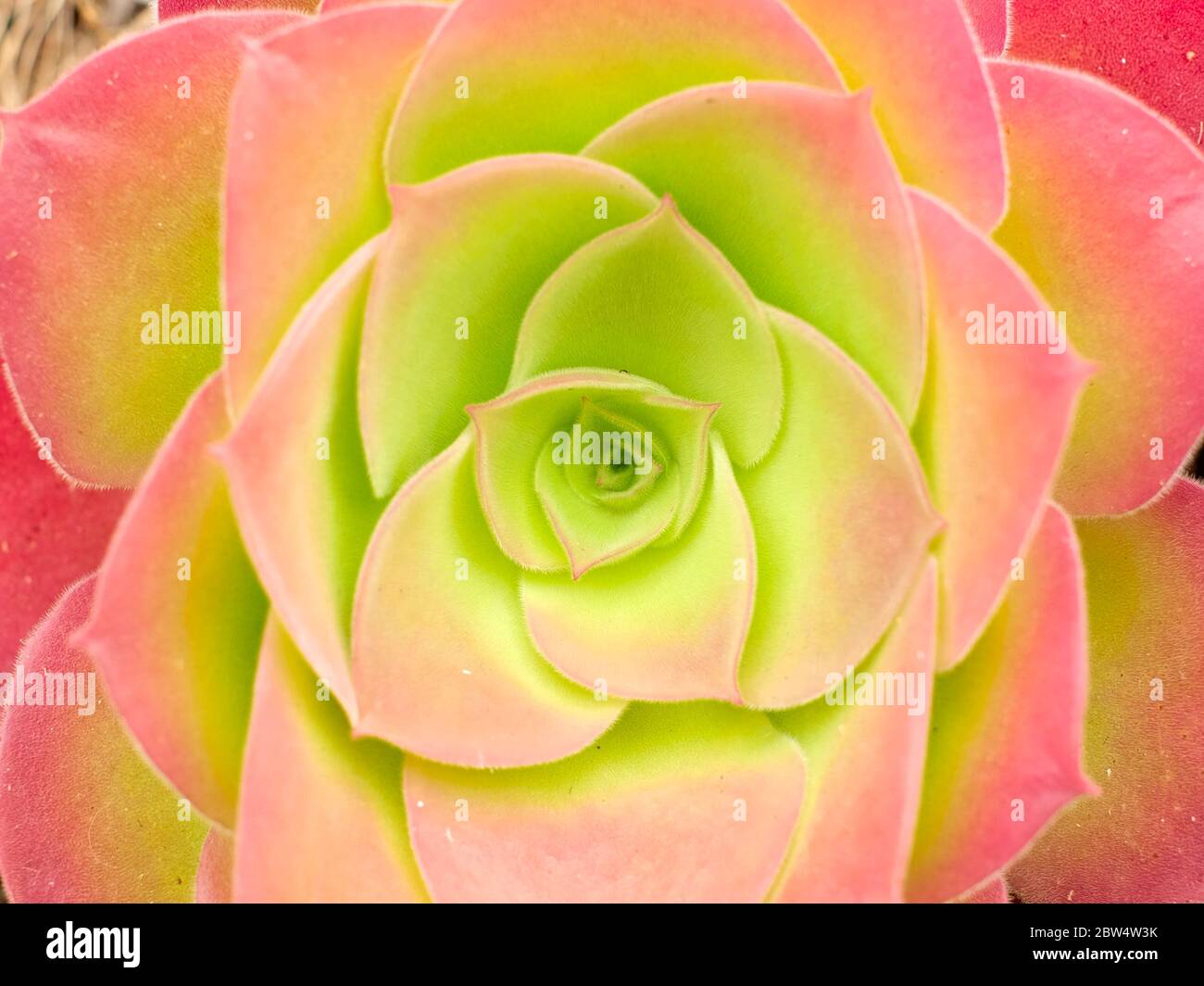 Elemento floreale ornamentale, foglie di verde chiaro e rosa, simmetria in natura. Foto Stock