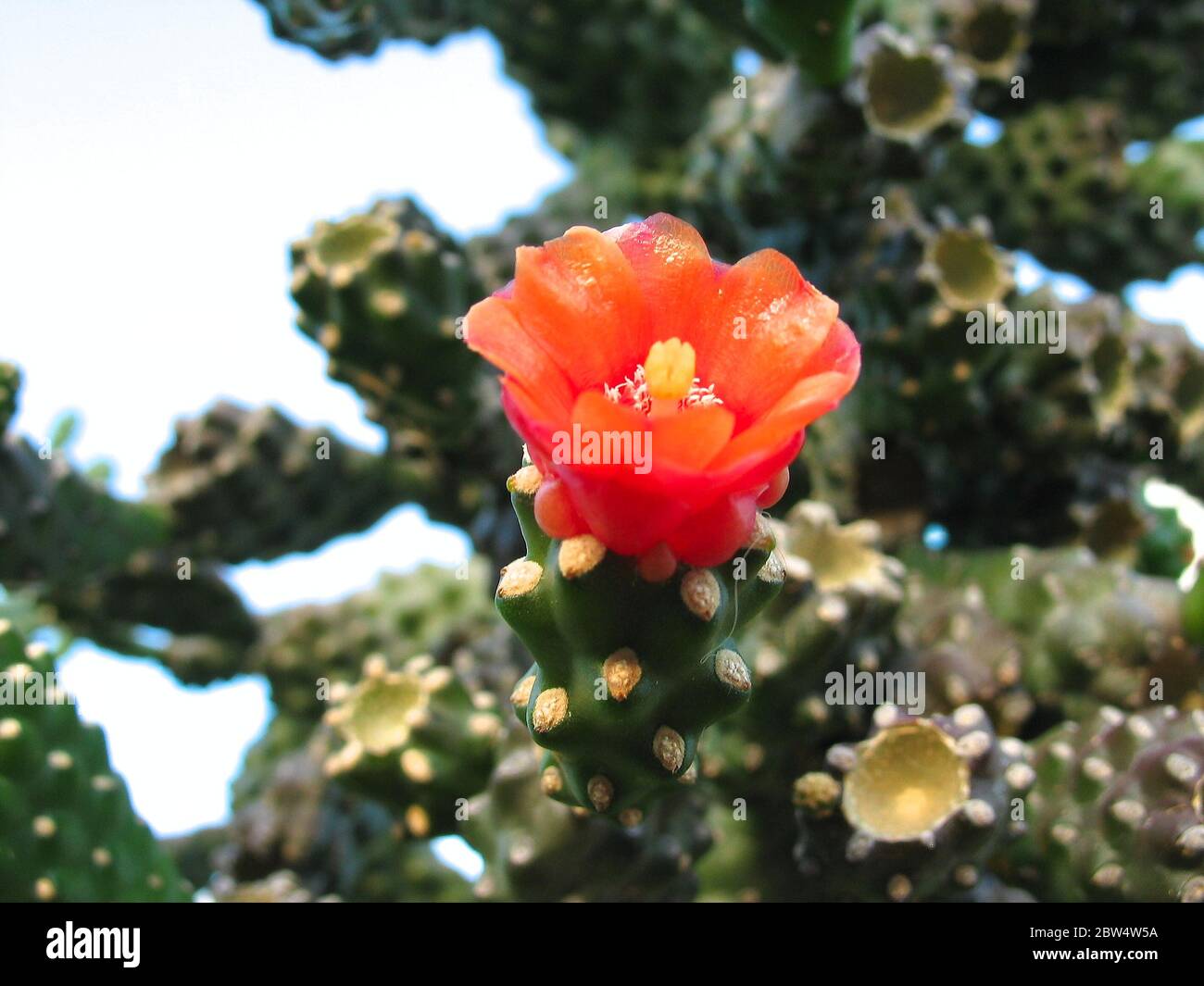 Fiore rosso vibrante di una pianta succulenta. Foto Stock