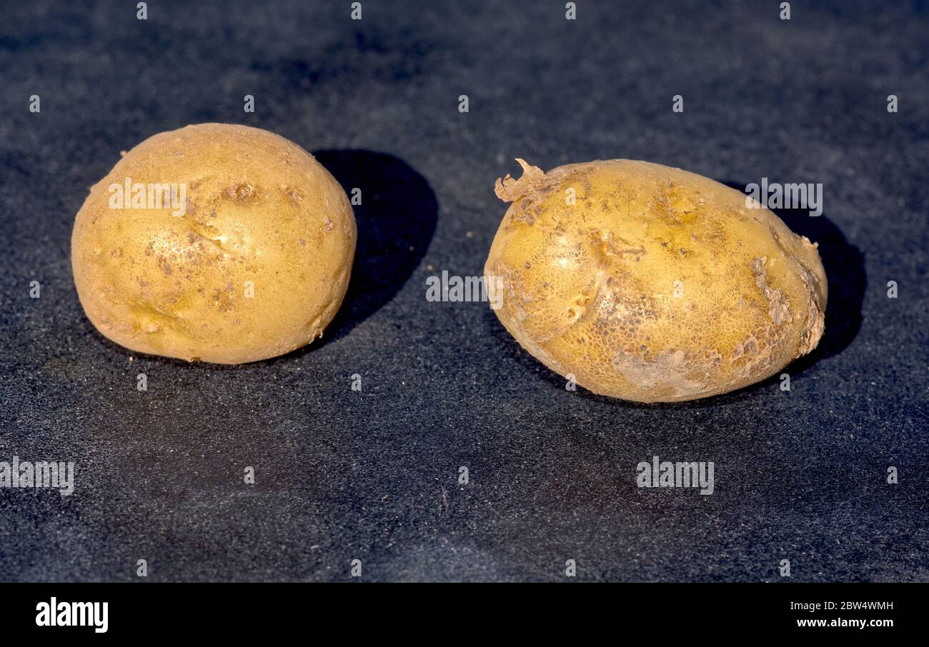 Un paio di patate raccolte di fresco coltivate a casa e non in azienda. Foto Stock
