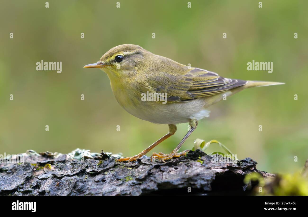 Glowomy Wood Warbler (Phylloscopus sibilatrix) semplice posa in foresta di sping con sfondo verde Foto Stock