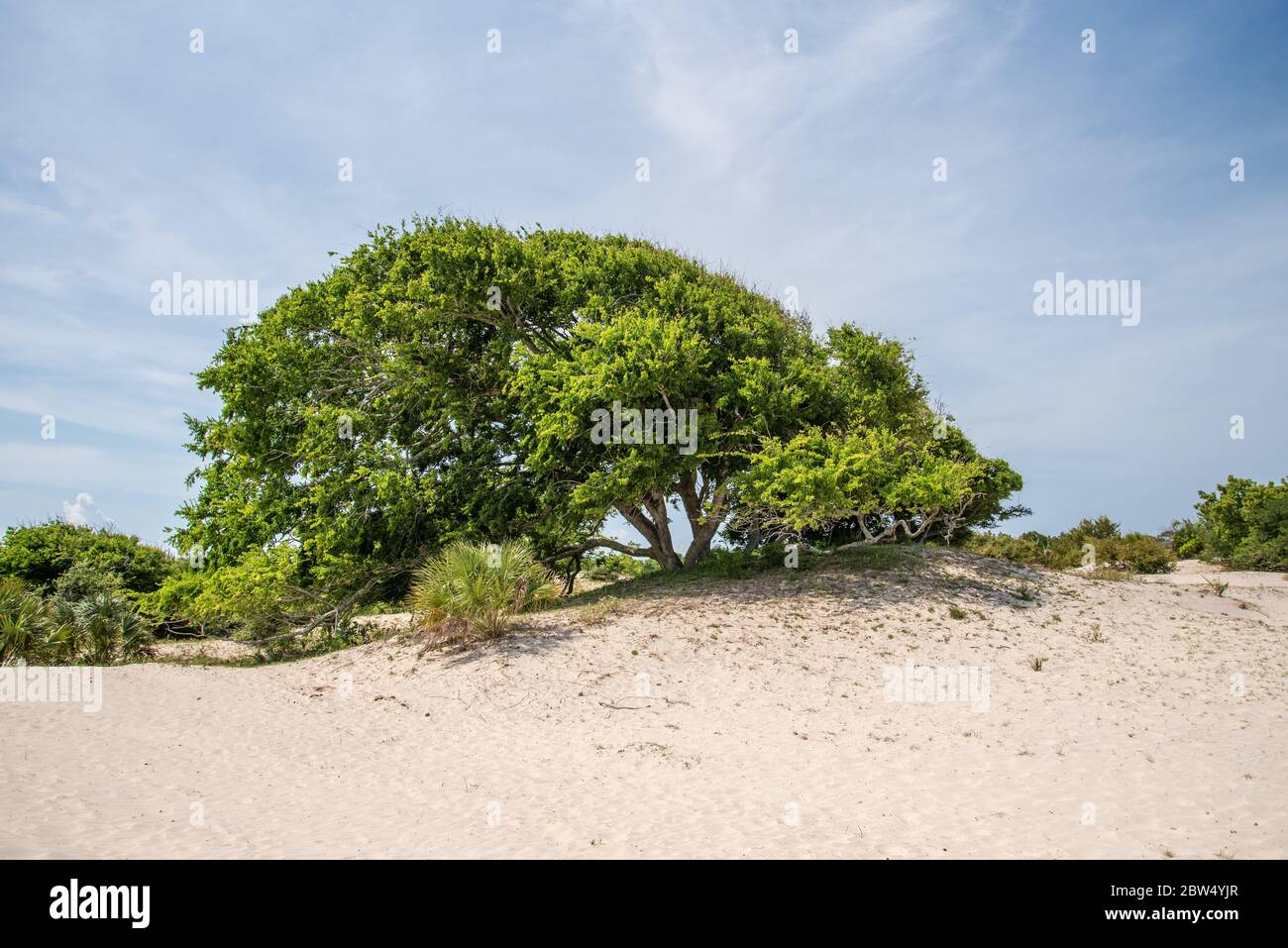 Dune di sabbia a Cumberland Island National Seashore. Foto Stock