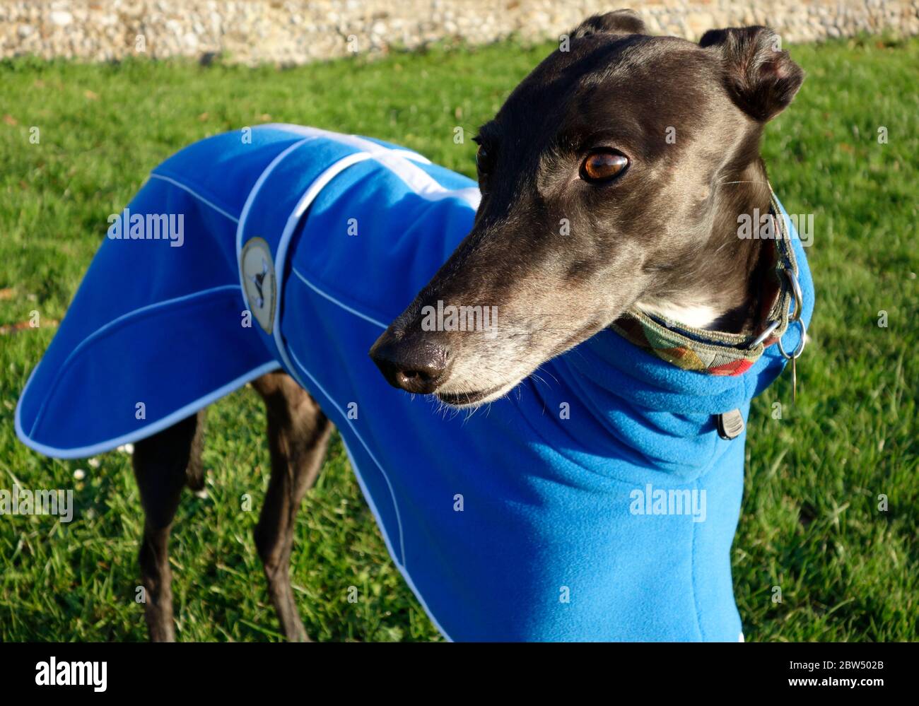 Nero levriero femminile in pensione Foto Stock