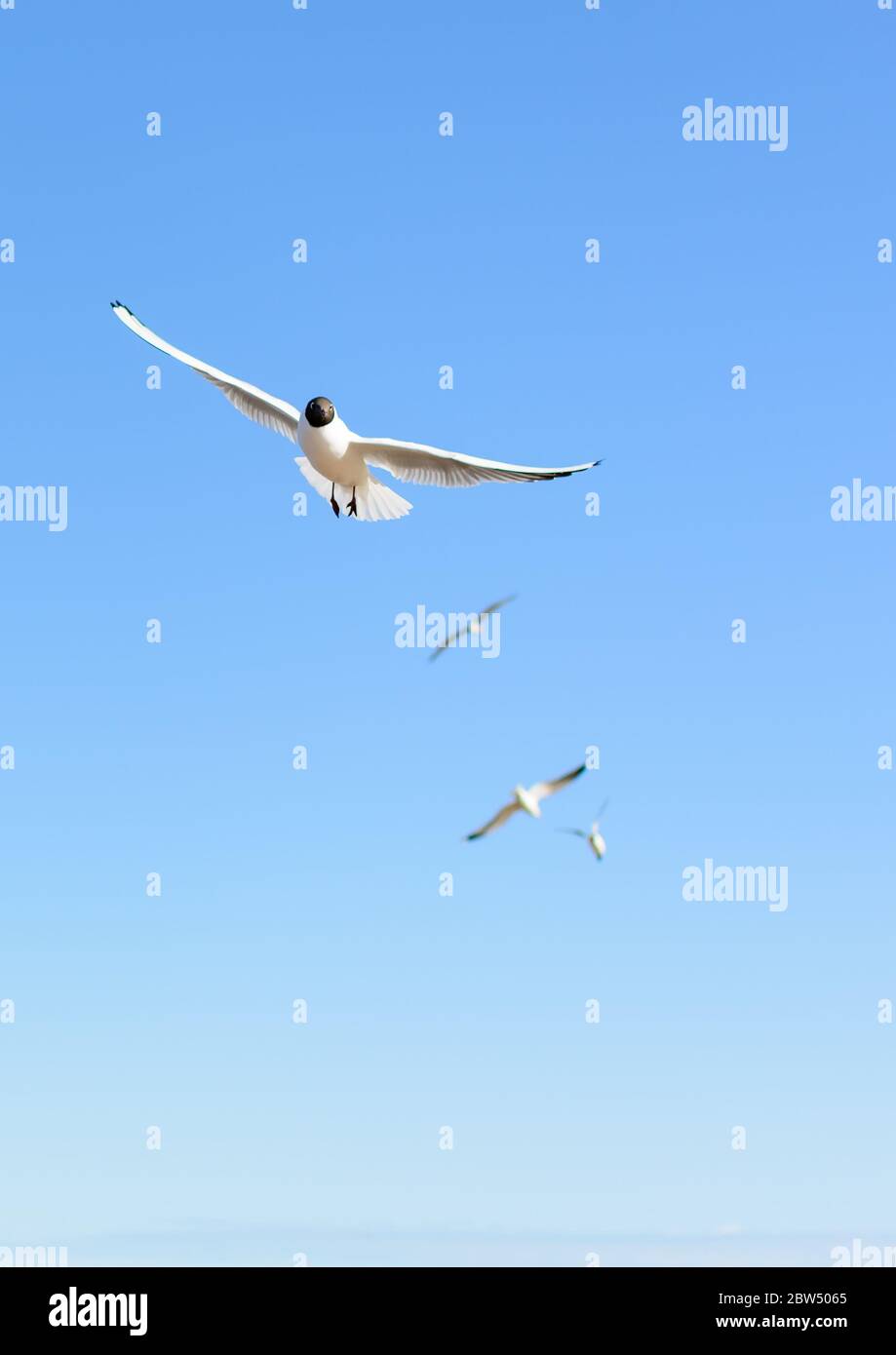 Flock of Seagulls volare nel cielo blu Foto Stock