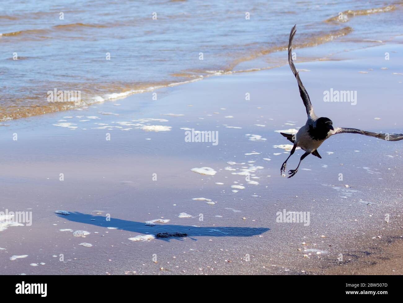 Corvo grigio che vola sopra l'acqua Foto Stock