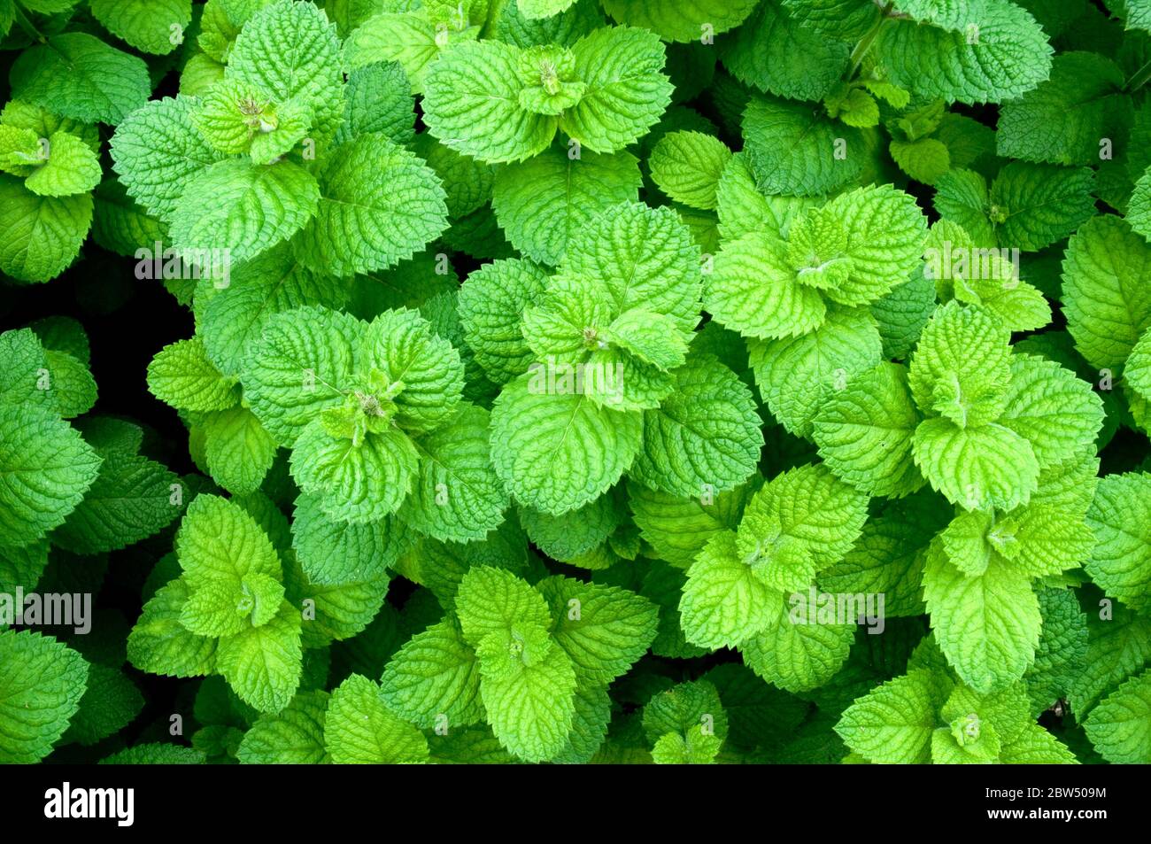 Una colonia di menta verde di mele che cresce selvaggia vicino al villaggio di Wuikinuxv, nella Great Bear Rainforest, costa centrale della British Columbia, Canada. Foto Stock