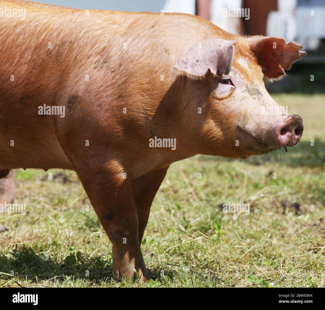 Allevamento di suini domestici in un allevamento di animali rurale Foto Stock